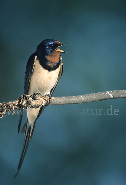 Rauchschwalbe (Hirundo rustica)