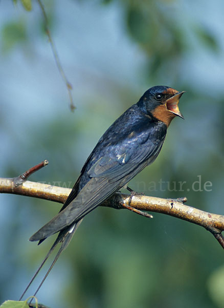 Rauchschwalbe (Hirundo rustica)