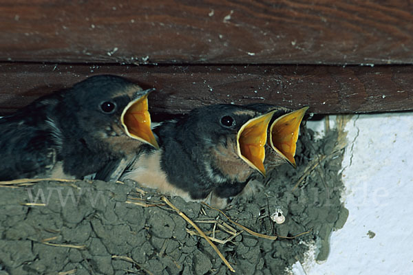 Rauchschwalbe (Hirundo rustica)