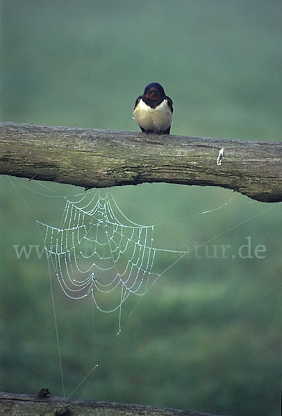 Rauchschwalbe (Hirundo rustica)