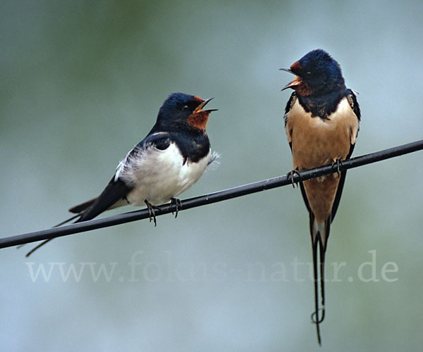 Rauchschwalbe (Hirundo rustica)