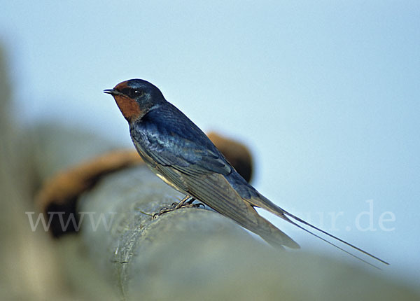 Rauchschwalbe (Hirundo rustica)