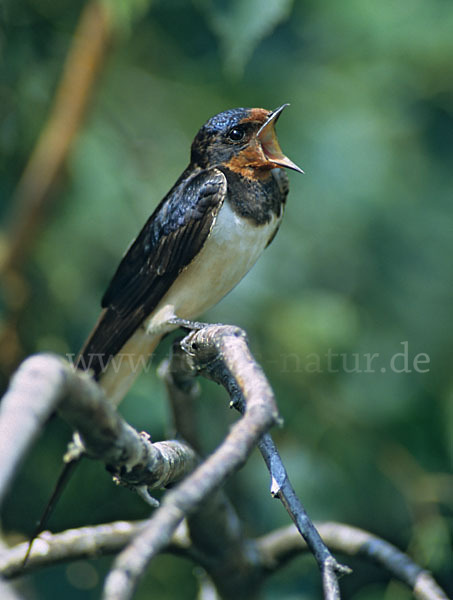 Rauchschwalbe (Hirundo rustica)