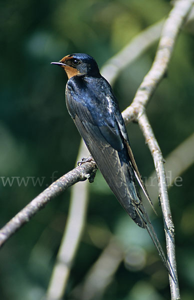 Rauchschwalbe (Hirundo rustica)