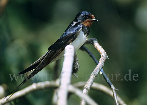 Rauchschwalbe (Hirundo rustica)