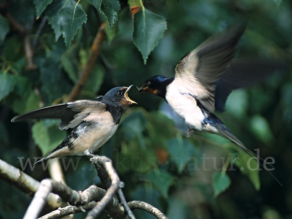 Rauchschwalbe (Hirundo rustica)