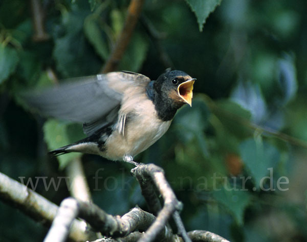 Rauchschwalbe (Hirundo rustica)