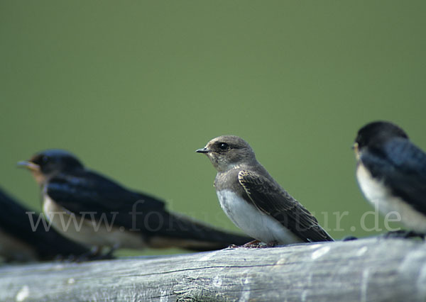 Rauchschwalbe (Hirundo rustica)