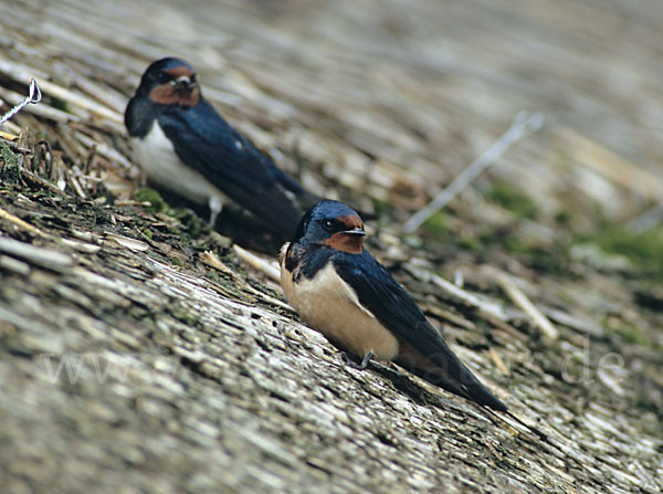 Rauchschwalbe (Hirundo rustica)