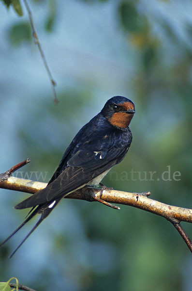 Rauchschwalbe (Hirundo rustica)