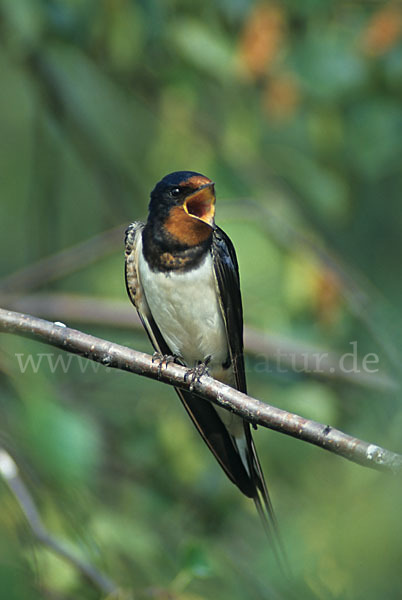 Rauchschwalbe (Hirundo rustica)