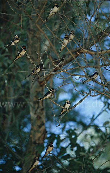 Rauchschwalbe (Hirundo rustica)