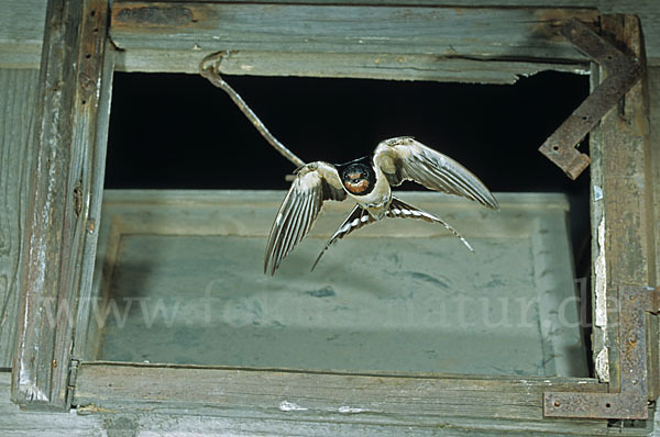 Rauchschwalbe (Hirundo rustica)