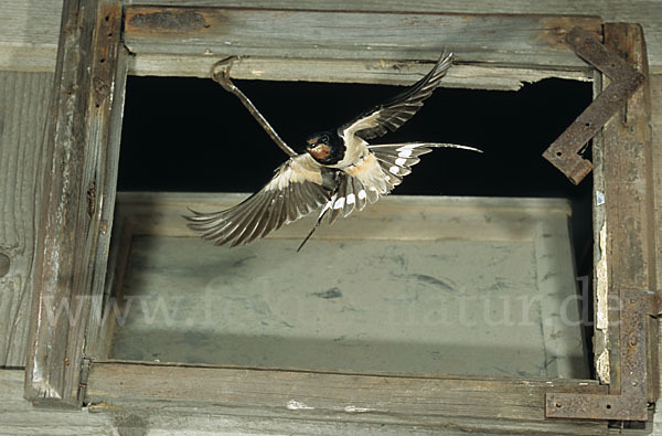 Rauchschwalbe (Hirundo rustica)