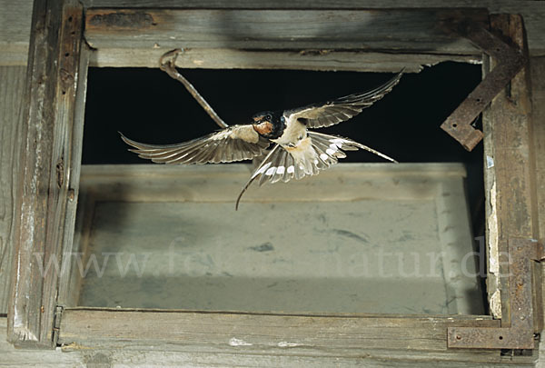 Rauchschwalbe (Hirundo rustica)