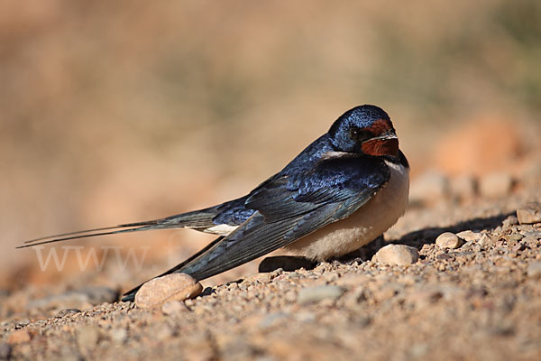 Rauchschwalbe (Hirundo rustica)