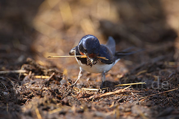 Rauchschwalbe (Hirundo rustica)