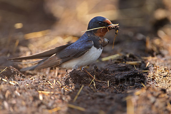 Rauchschwalbe (Hirundo rustica)