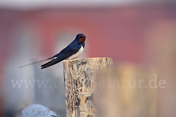 Rauchschwalbe (Hirundo rustica)