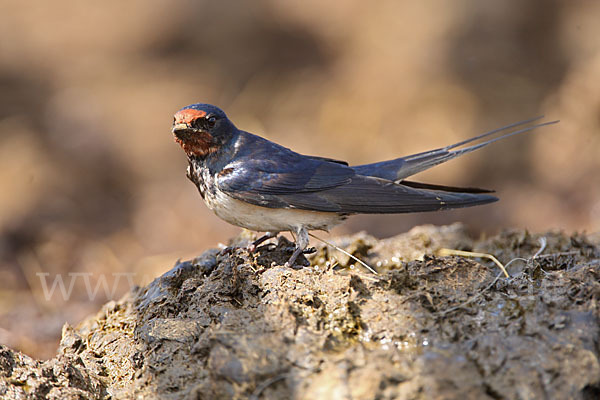 Rauchschwalbe (Hirundo rustica)