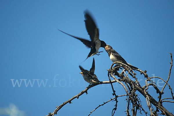 Rauchschwalbe (Hirundo rustica)