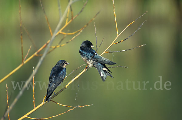 Rauchschwalbe (Hirundo rustica)