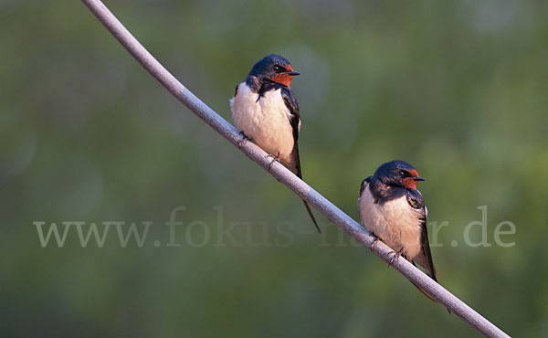 Rauchschwalbe (Hirundo rustica)