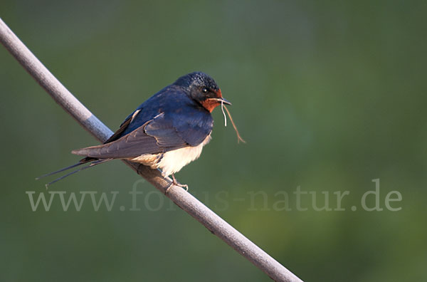 Rauchschwalbe (Hirundo rustica)