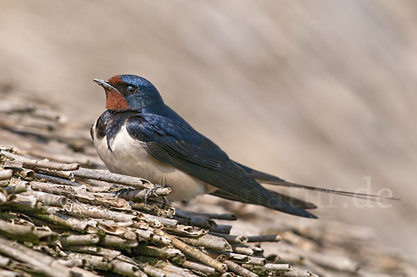 Rauchschwalbe (Hirundo rustica)