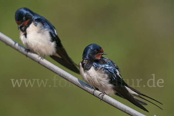 Rauchschwalbe (Hirundo rustica)