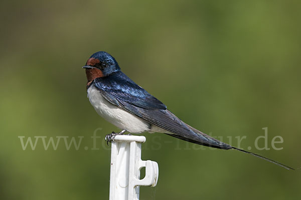 Rauchschwalbe (Hirundo rustica)