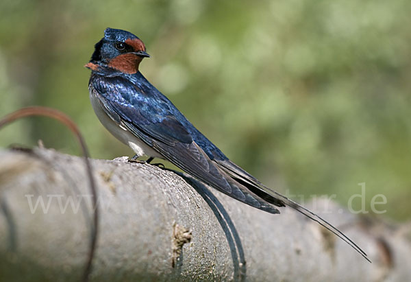 Rauchschwalbe (Hirundo rustica)