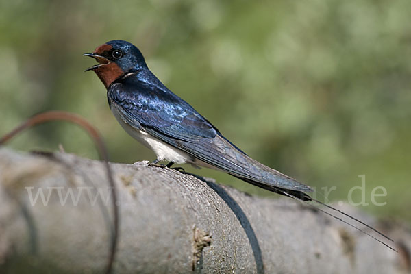 Rauchschwalbe (Hirundo rustica)