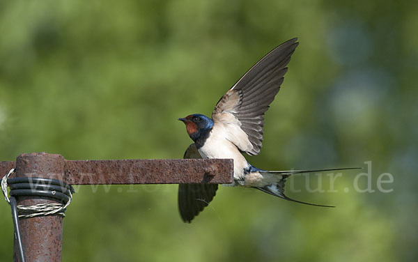 Rauchschwalbe (Hirundo rustica)