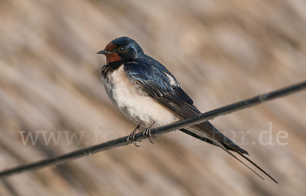 Rauchschwalbe (Hirundo rustica)