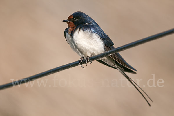 Rauchschwalbe (Hirundo rustica)