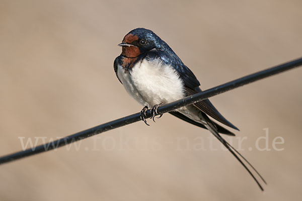 Rauchschwalbe (Hirundo rustica)