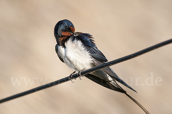 Rauchschwalbe (Hirundo rustica)