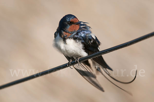 Rauchschwalbe (Hirundo rustica)