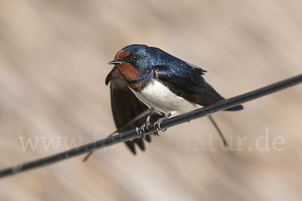 Rauchschwalbe (Hirundo rustica)