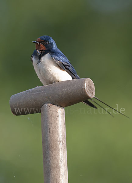 Rauchschwalbe (Hirundo rustica)