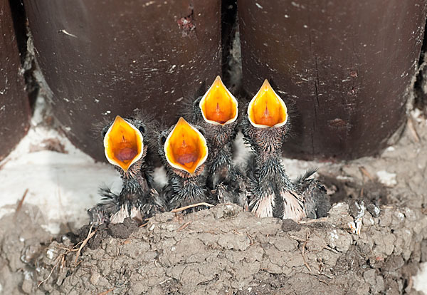 Rauchschwalbe (Hirundo rustica)