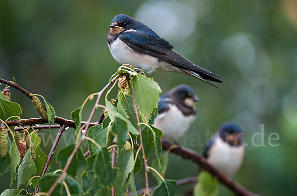 Rauchschwalbe (Hirundo rustica)