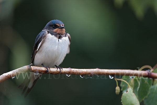 Rauchschwalbe (Hirundo rustica)