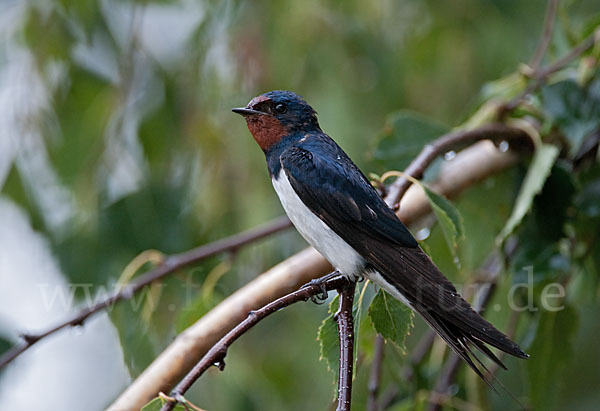 Rauchschwalbe (Hirundo rustica)