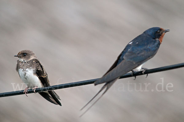 Rauchschwalbe (Hirundo rustica)