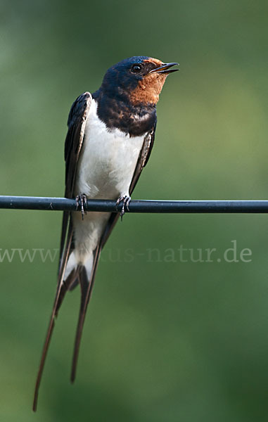 Rauchschwalbe (Hirundo rustica)