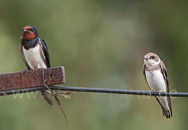 Rauchschwalbe (Hirundo rustica)