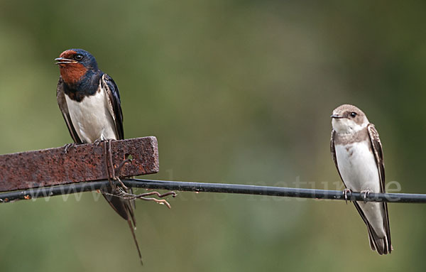 Rauchschwalbe (Hirundo rustica)