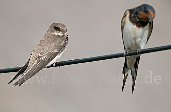 Rauchschwalbe (Hirundo rustica)